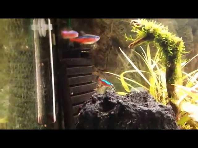 Cardinal tetra spawning