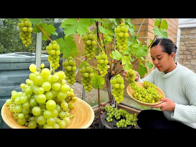 FILIPINA BRITISH LIFE IN UK: UNANG ANI NG GRAPES! DAMING BUNGA