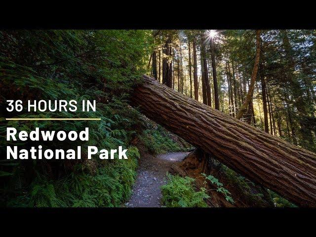 36 Hours in Redwood National Park: Exploring the Best Hikes, Groves and Trees