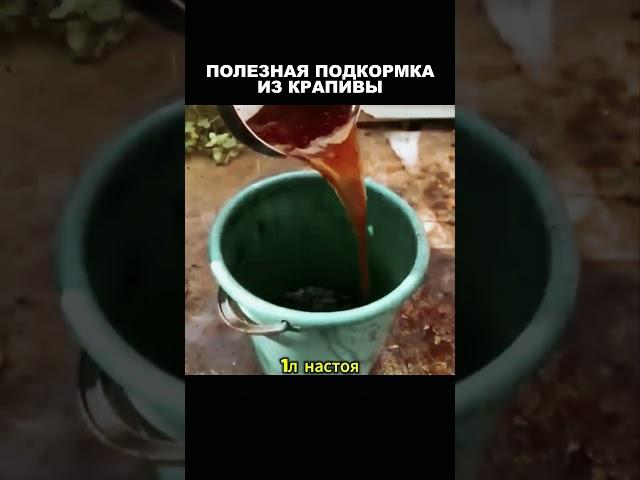 Полезная подкормка из крапивы #рекомендации #дача #советы #огород #сад #урожай #shorts #овощи