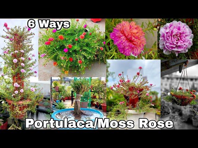 My 6 Smart ideas to grow portulaca | Moss rose plant hacks DIY