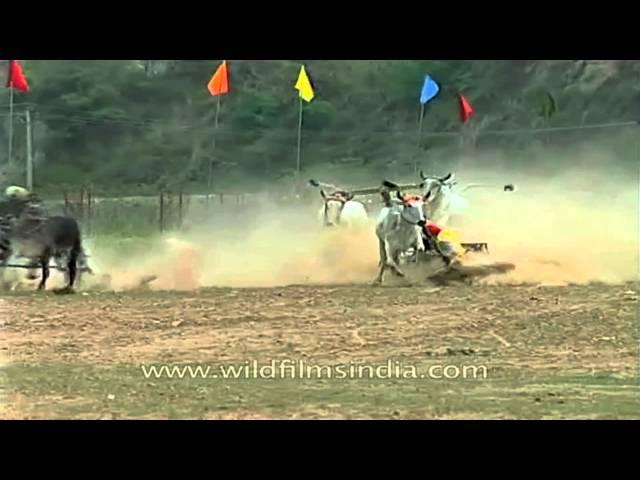 Bullock cart racing obsession in Rural Punjab | The Best of India