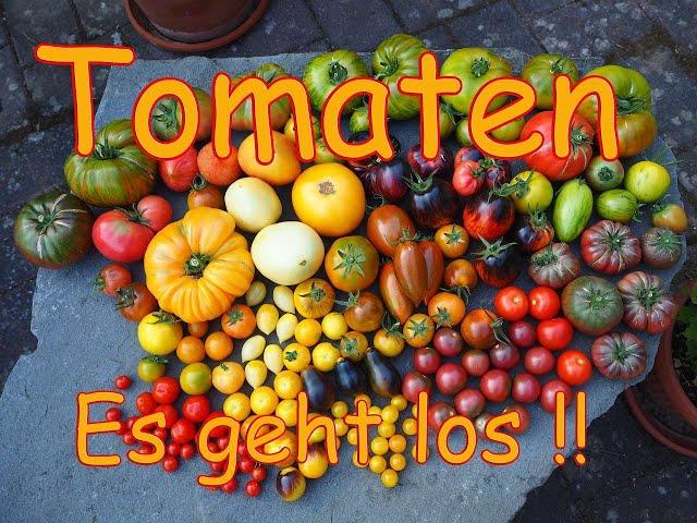 Tomatenanbau Guide 05 - Heute wird gesät