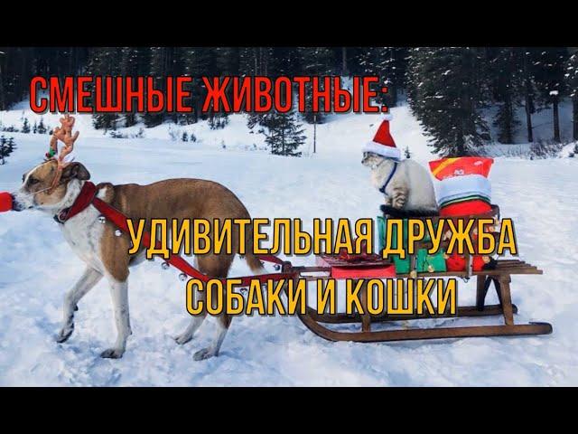 Смешные животные: удивительная дружба собаки и кошки