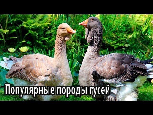 Популярные породы гусей