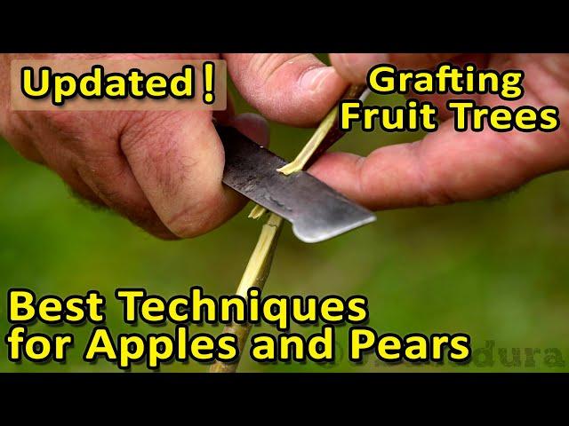 The BEST GRAFTING techniques for APPLES, PEARS and other fruit trees | Update