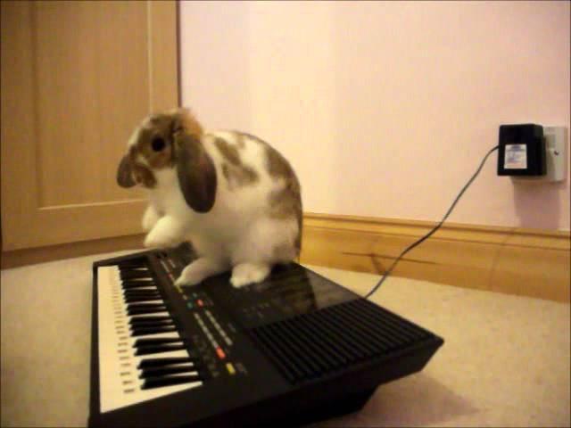 Bunny Playing Piano