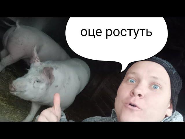 Рецепт для бистрого росту свиней!!!