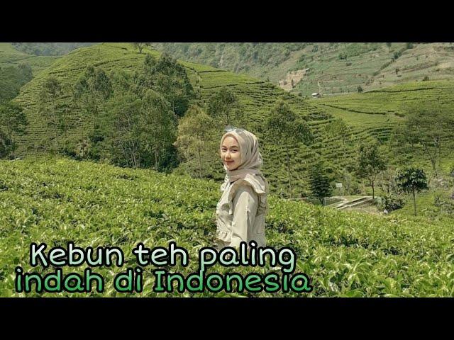 10 Kebun Teh Paling Indah & Instagramable di Indonesia
