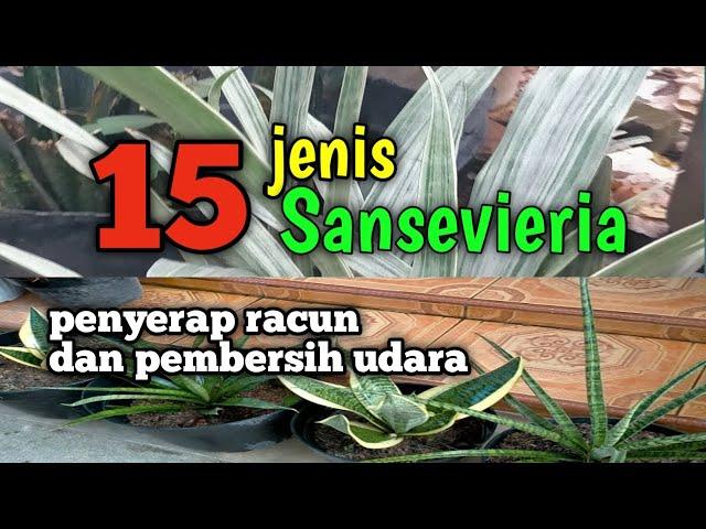 jenis jenis sansevieria