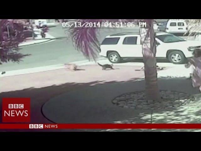 'Super Cat' saves boy from dog attack in California - BBC News