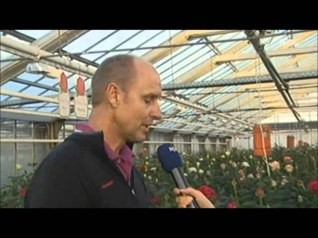 NDR Schleswig Holstein zu Gast bei Rosen Kordes (26.10.2012)