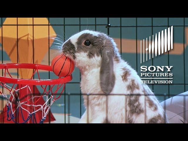 Bini The Bunny - The Gong Show