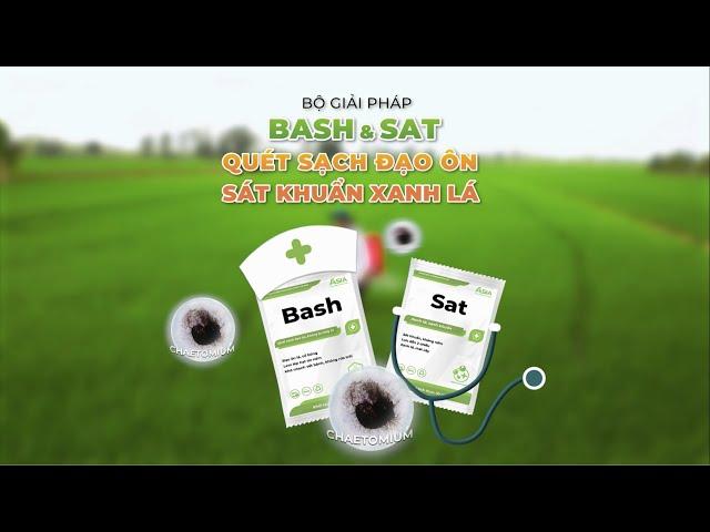 Bộ đôi BASH & SAT – Giải pháp sinh học phòng và đặc trị đạo ôn hiệu quả