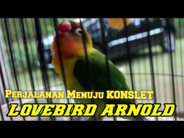 TOLAK TAWARAN 500JT || TIPS BELAJAR MUDAH PROSES LOVEBIRD KONSLET : RAHASIA Penggacoran LB Arnold