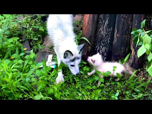 Miracle! It took 180 days to raise the little fox  in the forest. 