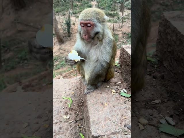 The clever monkey's attitude when being fed