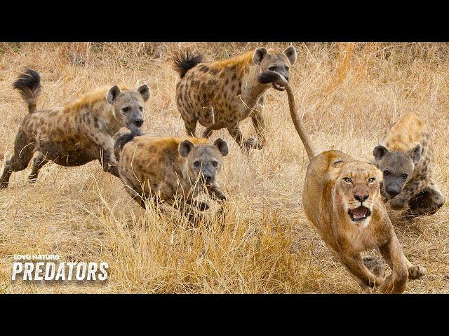 Apex Predators Battle for Prey | Lions & Hyenas