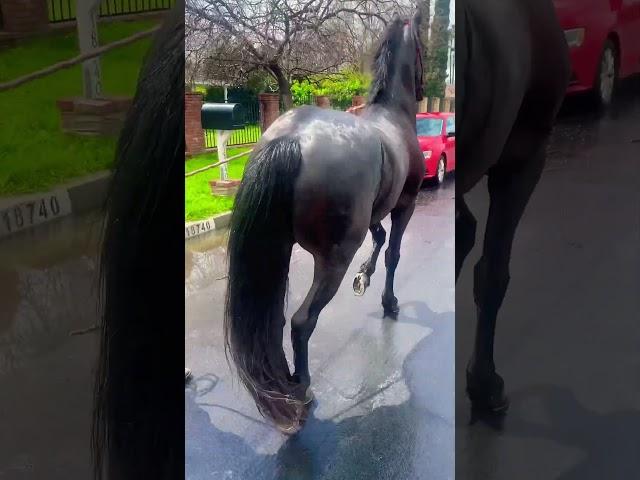 El Gavilán  #shorts #viral #horses #Friesian￼￼ #horse #horses #2024 #california