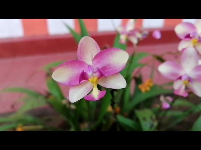 Ground orchid / Spathoglottis plicata / Philippine Ground orchid / බිම් ඕකිඩ් /