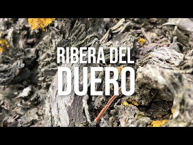 Iconic Red Wines of Spain | Ribera del Duero