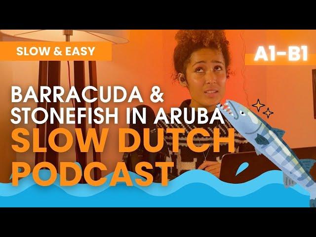 Ep. 24 SLOW DUTCH BARRACUDA AND STONE FISH on Aruba  - A2 Dutch Listening Exercise