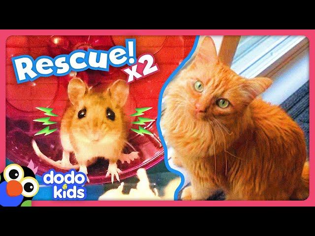 Can Rescuers Save A Frozen Mouse And A Lonely Kitten? | Dodo Kids | Rescued!