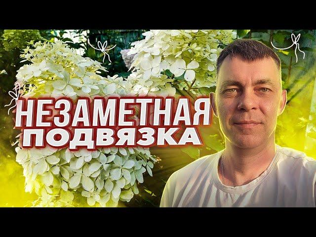 НЕЗАМЕТНАЯ И БЫСТРАЯ ПОДВЯЗКА МЕТЕЛЬЧАТЫХ ГОРТЕНЗИЙ БОНФАЕР, ПИКСИО / КАК ПОДВЯЗАТЬ ГОРТЕНЗИИ В САДУ