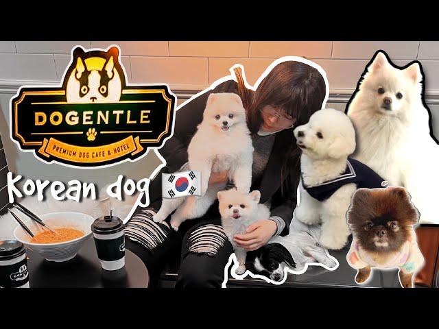 Premium dog cafe & hotel Dogentle in South Korea  | Jaines Feliciano | cabin crew life 