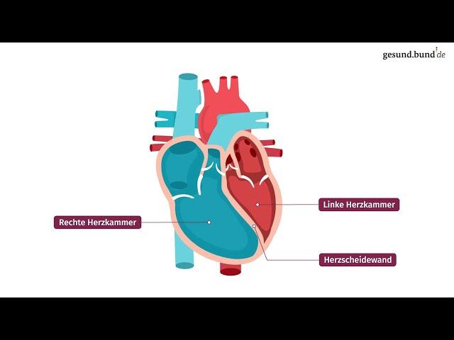 Wie funktioniert das Herz?
