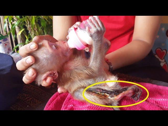 Offering Milk To Poorest Baby Monkey Koko After Cleaned On Wound - Koko God Badly Wound On Right Leg