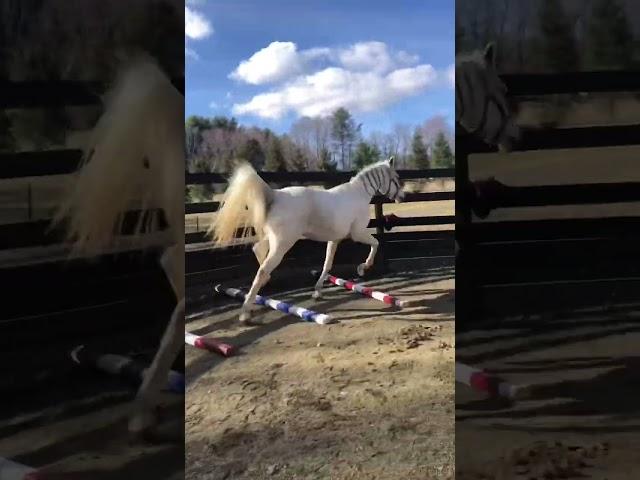 Dixie being dramatic for no reason  #funnyvideo #horses #ytshorts #equestrian #training #lol