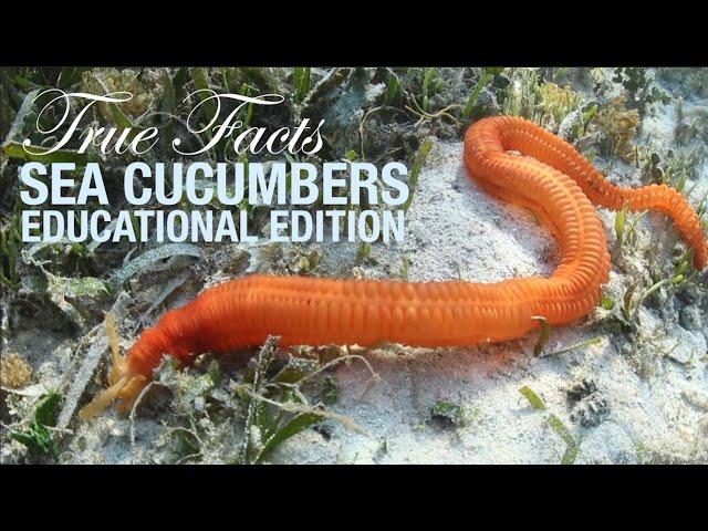 Sea Cucumbers: Educational Edition