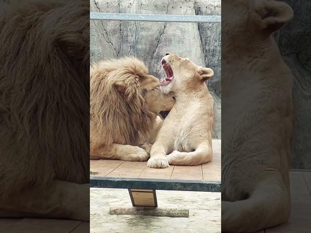 "Couple Goals" Lions in Love Heartwarming Compilation | Happy TV