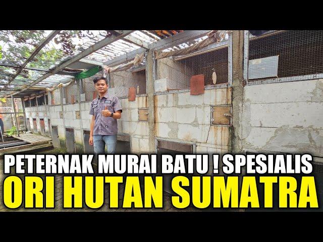 TERNYATA ADA DI SINI ! PETERNAK MURAI SPESIALIS ORI HUTAN SUMATRA D&L BIRDFARM