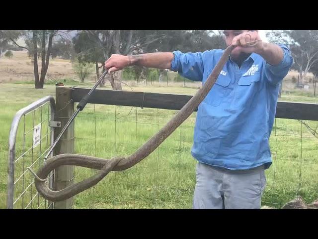 Big Eastern Brown Snake - Ballandean