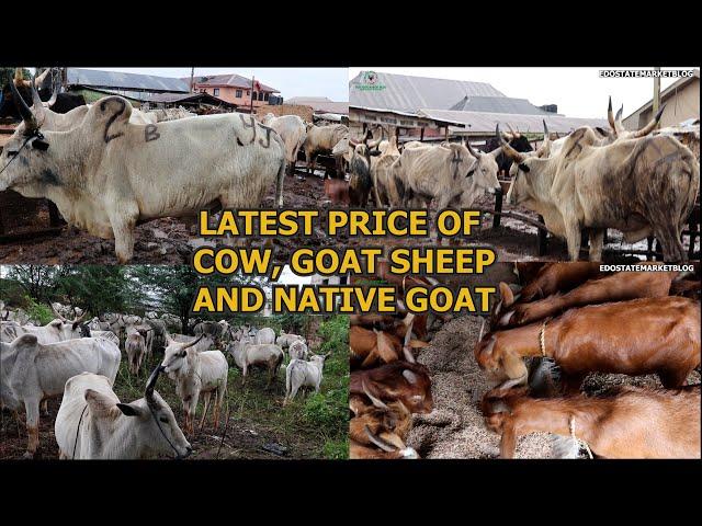 LATEST PRICE OF VARIOUS LIVESTOCK @ ADUWAWA CATTLE MARKET COW RAM & NATIVE GOAT COST OF PARTS OF COW