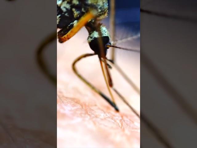 Mosquito BITING Human under the microscope! #shorts