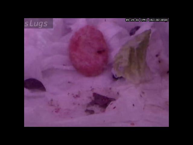 Slugs eating and moving around for 11 hours