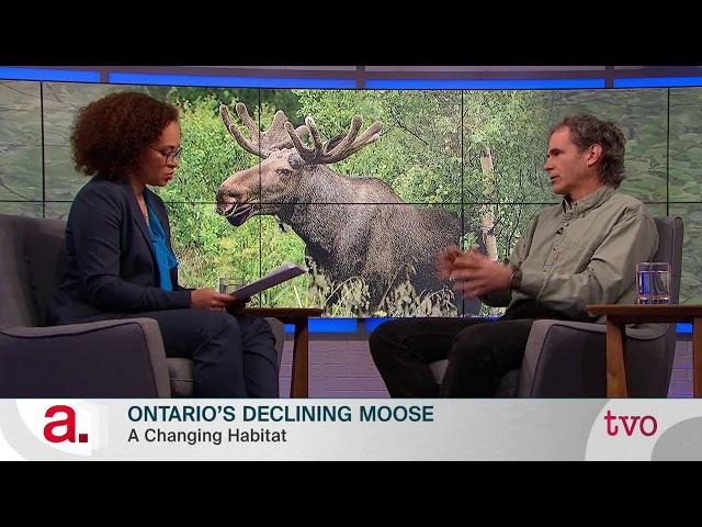 Ontario's Declining Moose