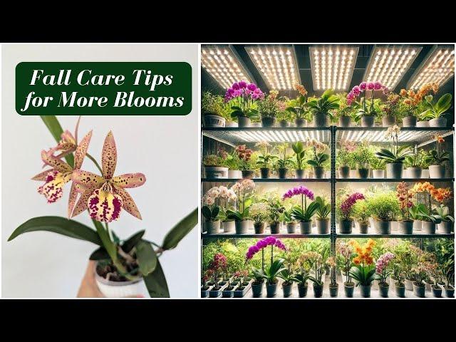 Top Tips For Growing Orchids Indoors in the Fall: The Ultimate Care Guide 