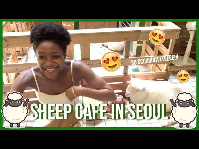 VLOG IN KOREA | we went to a sheep cafe in seoul