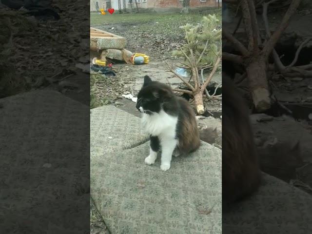 Бездомный кот