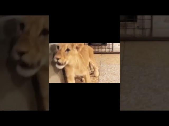 African lion || baby Lion || Home breed lion || Lion in Lahore || MMB pet lover || Shorts