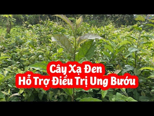 Cây Xạ Đen Hoà Bình Hỗ Trợ Điều Trị Ung Bướu Hiệu Quả