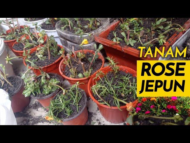 CARA MENANAM KERATAN BUNGA ROSE JEPUN | EASY STEP TO PLANT JAPANESE ROSE