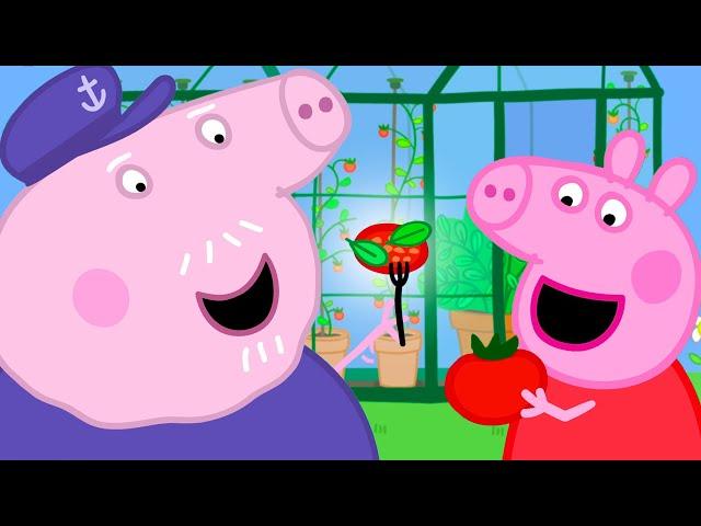 Growing Yummy Tomatoes  | Peppa Pig Official Full Episodes
