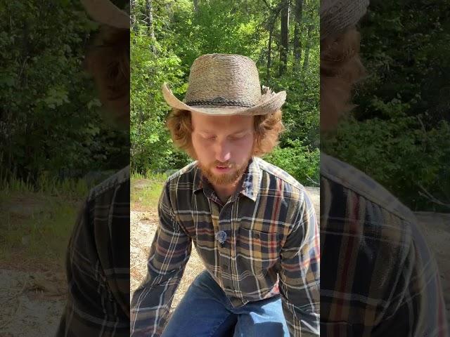How to build a bow in the wild, Part 1 #bushcraft #bow #camping #survival  #archery #bowmaking