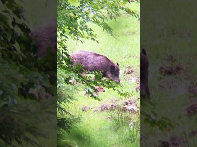 Thirsty piglets #wildlife #wildboar #wildboarhunt #hunting #hunter