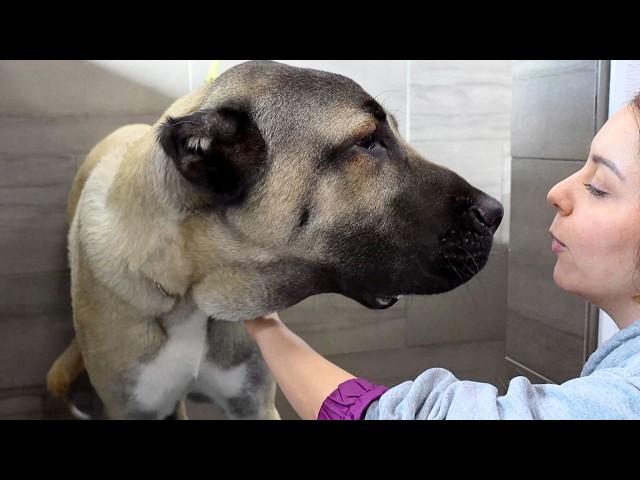 One of the worlds most GIGANTIC dog breeds | The incredible Turkish Boz Shepherd